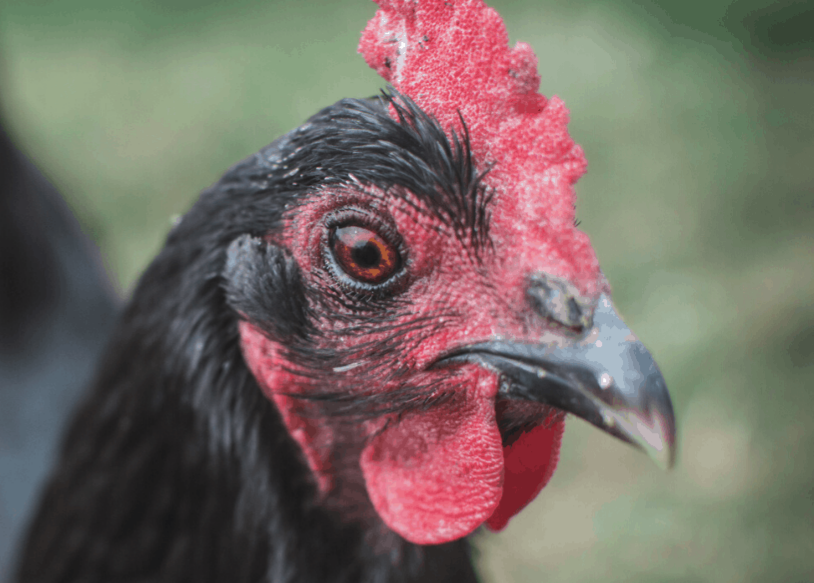 Mayers Well Poultry | 233 Jansens Rd, Mount Ossa QLD 4741, Australia | Phone: 0494 014 711