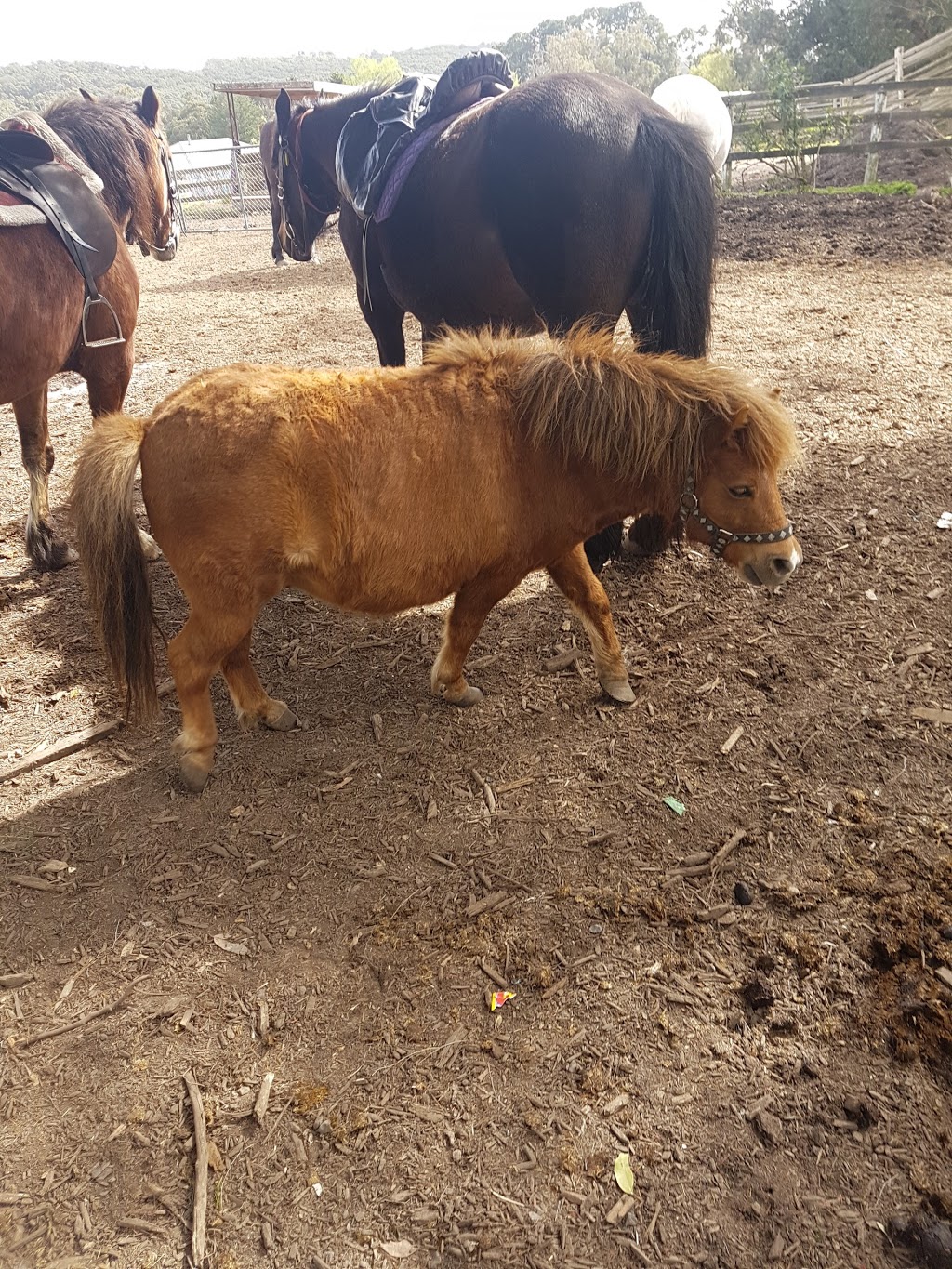 Dandenong Ranges Horse Trail Rides | 205 Sheffield Rd, Melbourne VIC 3137, Australia | Phone: (03) 9728 3502