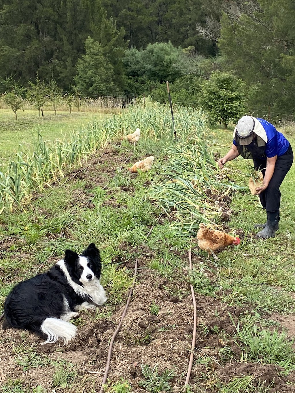 Glen Oaks Farm | 27 Little Glen Oaks Rd, Greendale NSW 2550, Australia | Phone: 0458 015 655
