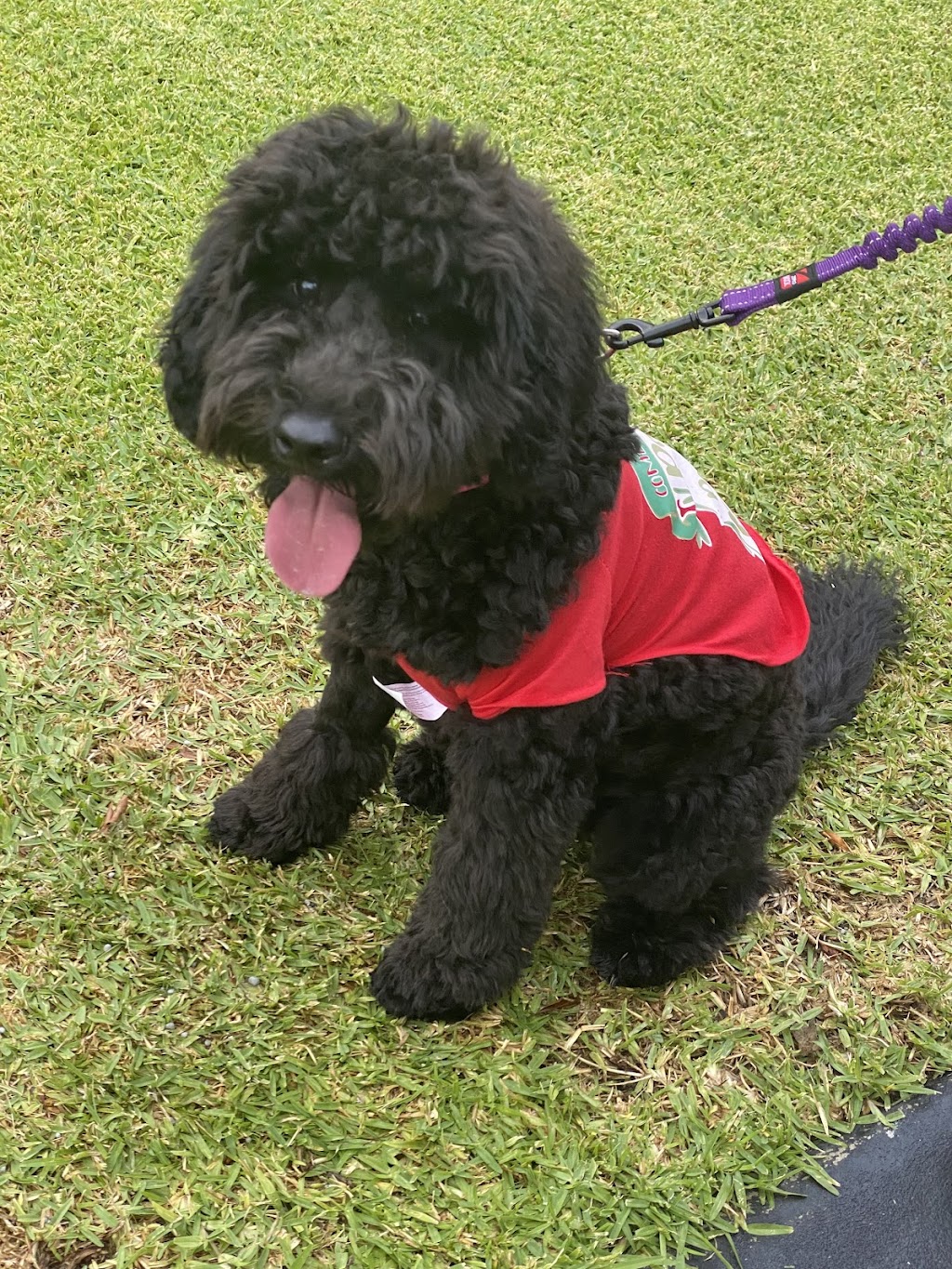 Bernedoodles & Groodles Australia - Coastal Groodles | Monaro Hwy, Cooma NSW 2630, Australia | Phone: 0416 024 430