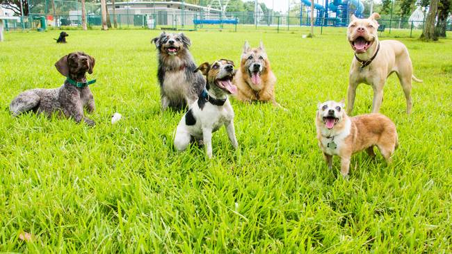 K9 Doggy Daycare | School Rd, The Gap QLD 4061, Australia | Phone: 0466 076 691