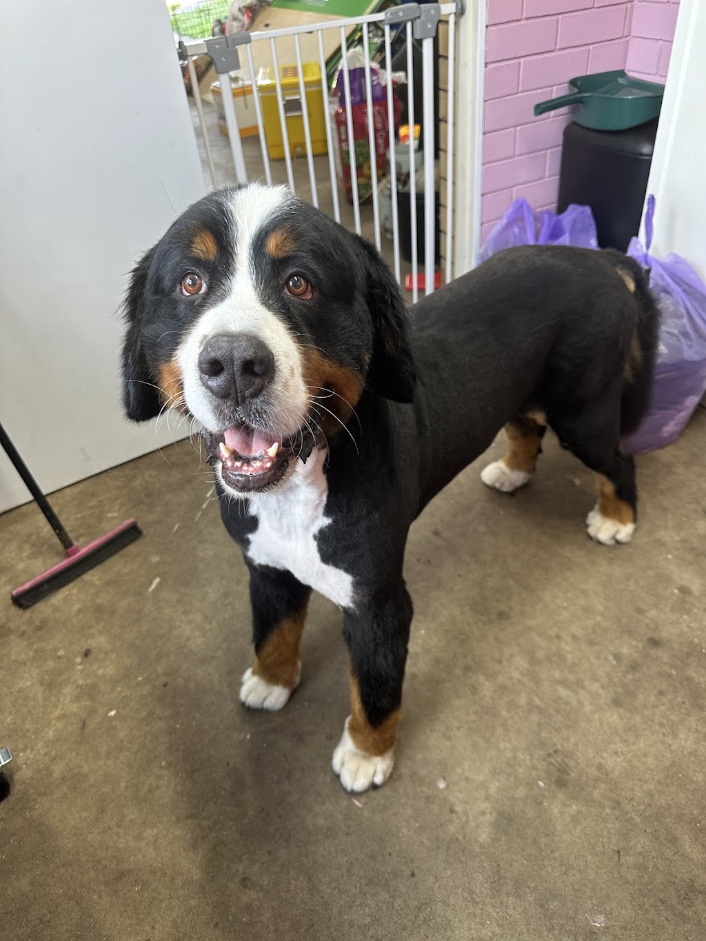 Groovy Grooms Kyogle | 30 Pratt St, Geneva NSW 2474, Australia | Phone: 0438 409 706