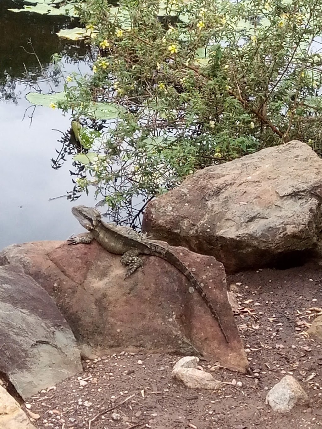 Mccorkells Lagoon | The Concourse, Underwood QLD 4119, Australia