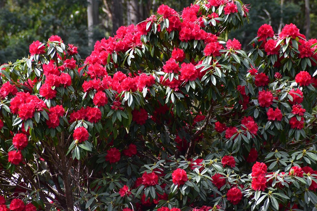 Emu Valley Rhododendron Garden | tourist attraction | 55 Breffny Rd, Romaine TAS 7320, Australia | 0364331805 OR +61 3 6433 1805