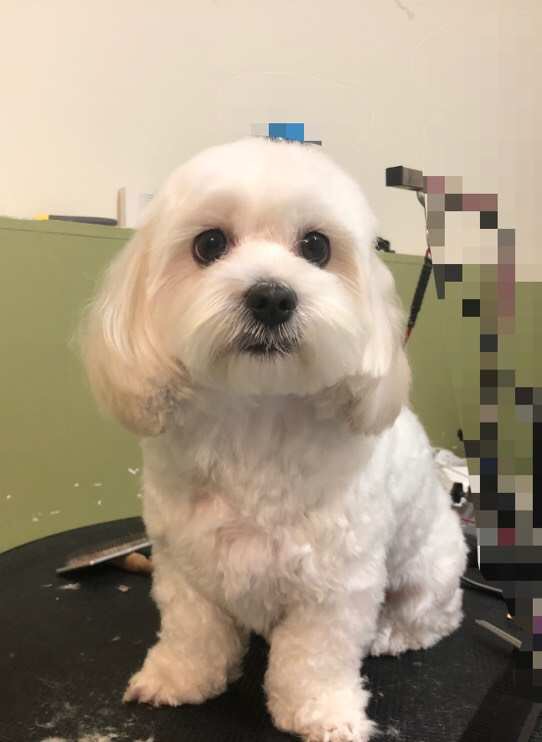 Darling Paws Grooming Boutique | pet store | 156A Burns Bay Rd, Lane Cove NSW 2066, Australia | 0280958279 OR +61 2 8095 8279