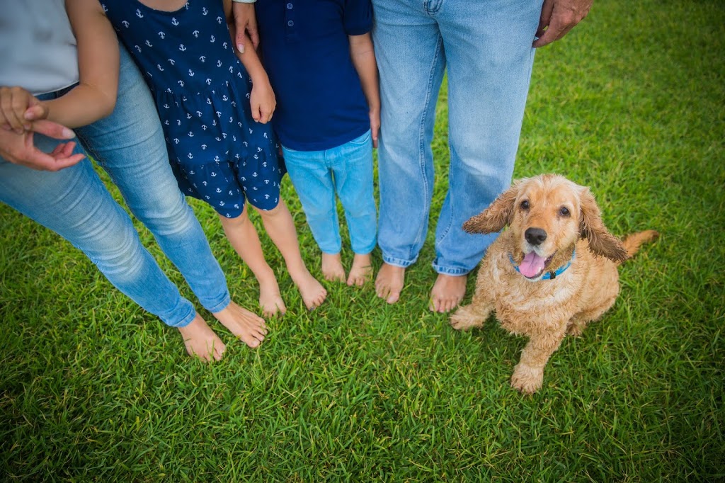 Greencross Vets Warilla - Shell Cove | veterinary care | 39-41 Shellharbour Rd, Warilla NSW 2528, Australia | 0242600666 OR +61 2 4260 0666