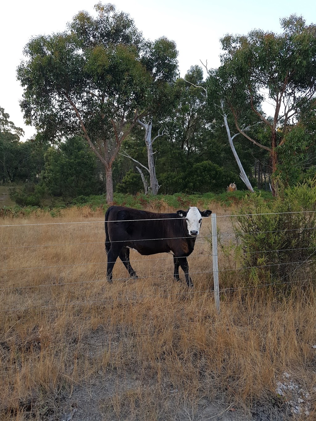 Whinbury Hill Horse Camp | Paraparap VIC 3240, Australia