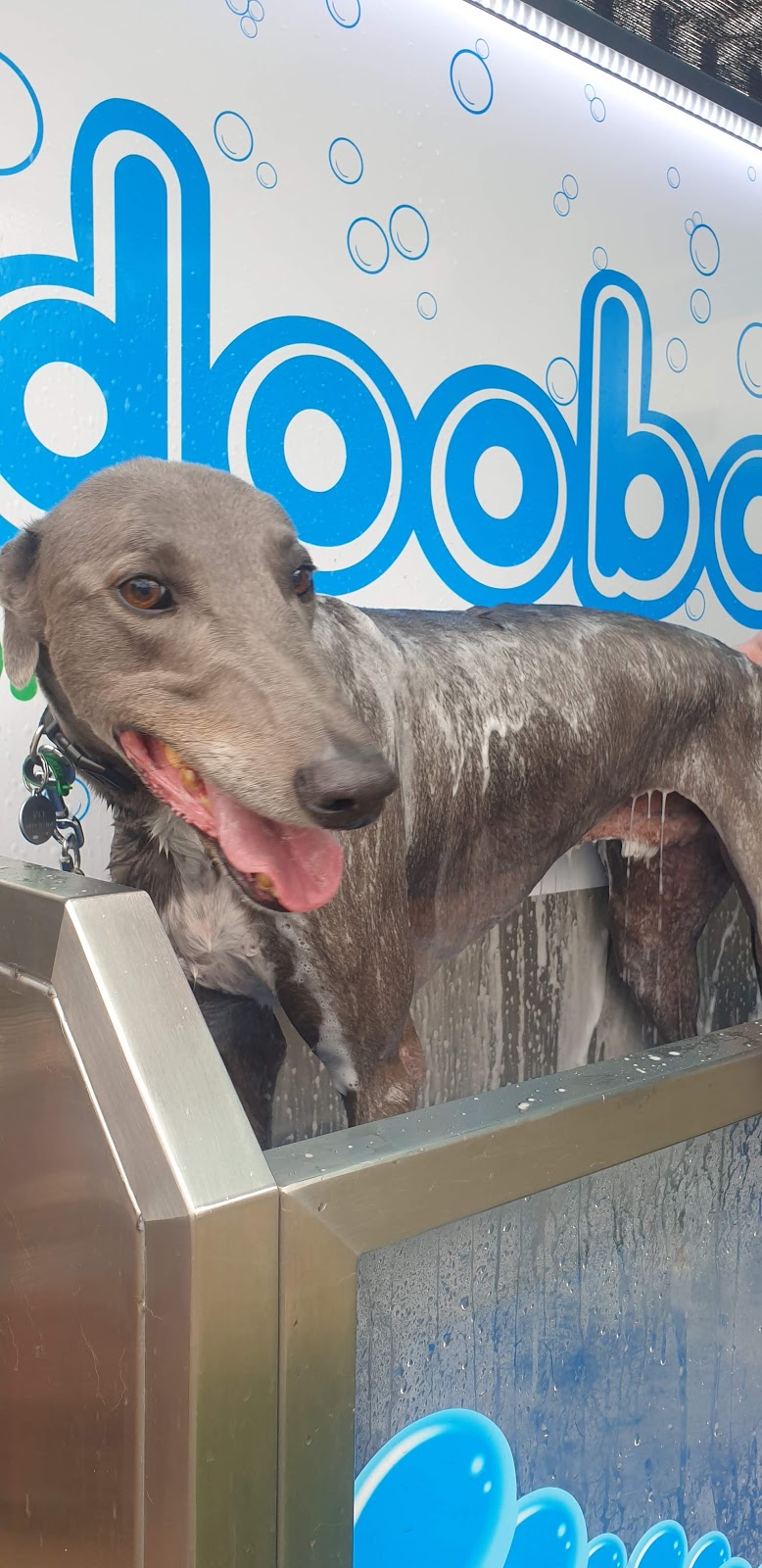 Dooba Organic DIY Dog Wash |  | 89 Mackie Rd, Bentleigh East VIC 3165, Australia | 0390057029 OR +61 3 9005 7029