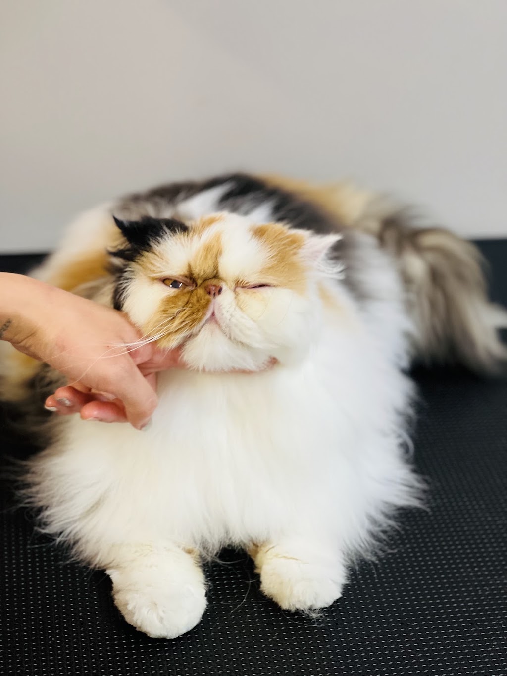 DC PETS | Pet Beauty Salon | 123-125 James St, Templestowe VIC 3106, Australia | Phone: 0411 576 789