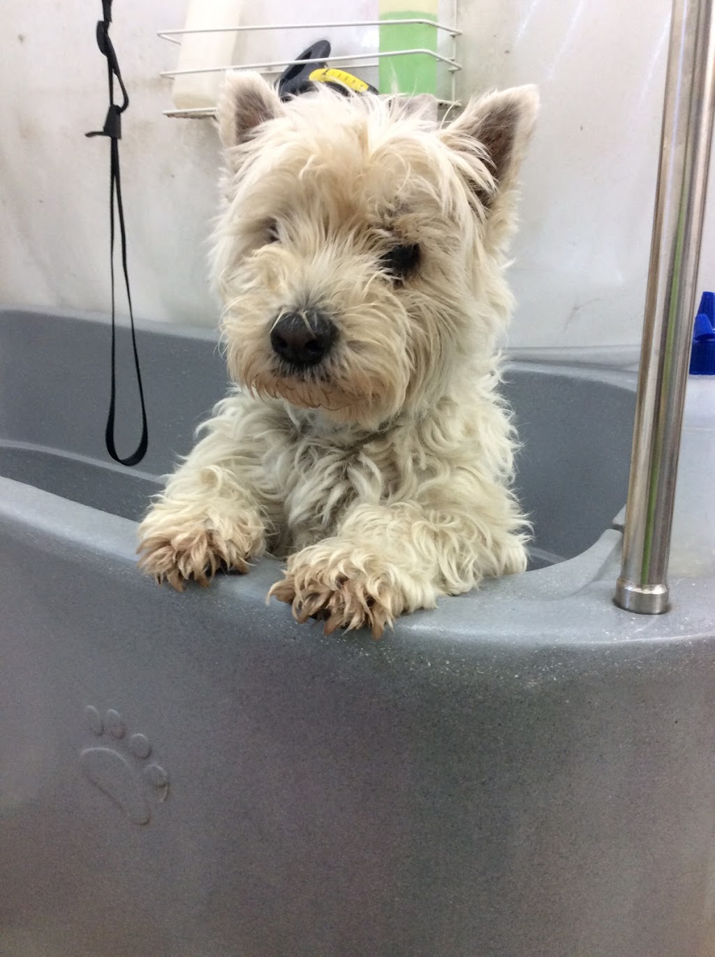 Bubbles Dog Spa & Groom | pet store | 1698 Channel Hwy, Margate TAS 7054, Australia | 0362671821 OR +61 3 6267 1821