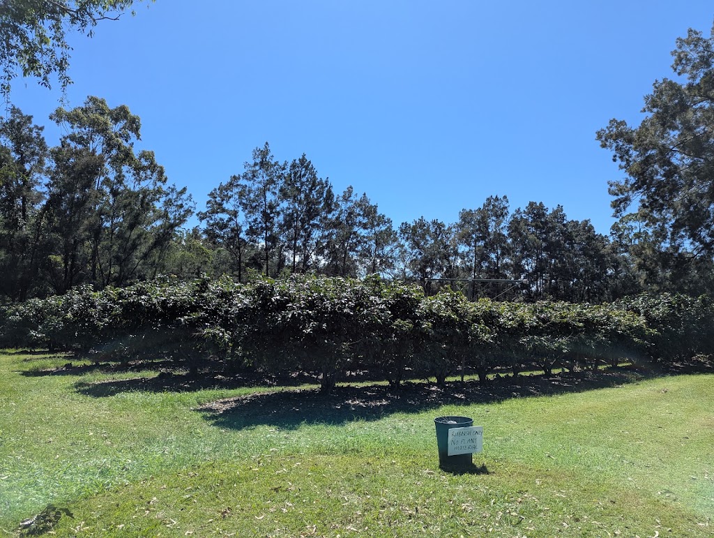 The Longan Farm | 359 Raynbird Rd, Narangba QLD 4504, Australia | Phone: 0482 978 053