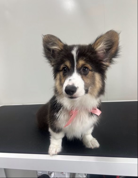 Bark Avenue Dog Grooming | 6 East St, Blakehurst NSW 2221, Australia | Phone: 0423 206 208
