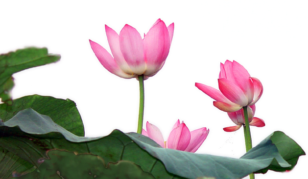 Healing Way Massage | 16 Hamilton Pl, Mount Waverley VIC 3149, Australia | Phone: 0413 005 055