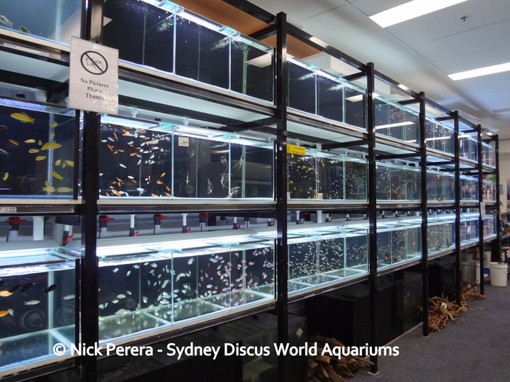 Sydney Discus World Aquariums Shop | pet store | Shop 18, 250-318 Parramatta Road (Sydney Markets Plaza, Homebush West NSW 2129, Australia | 0287460225 OR +61 2 8746 0225
