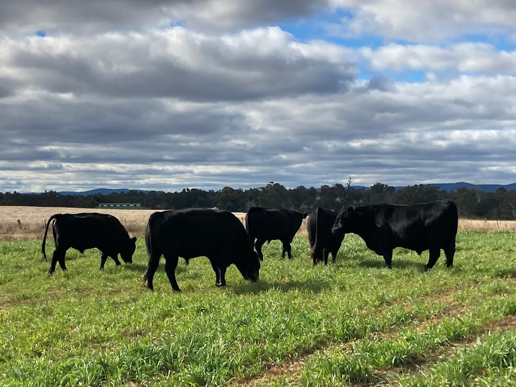 STONY BATTER NORTH Red Island Beef | 1702 Gwydir River Rd, Camerons Creek NSW 2359, Australia | Phone: 0417 733 181