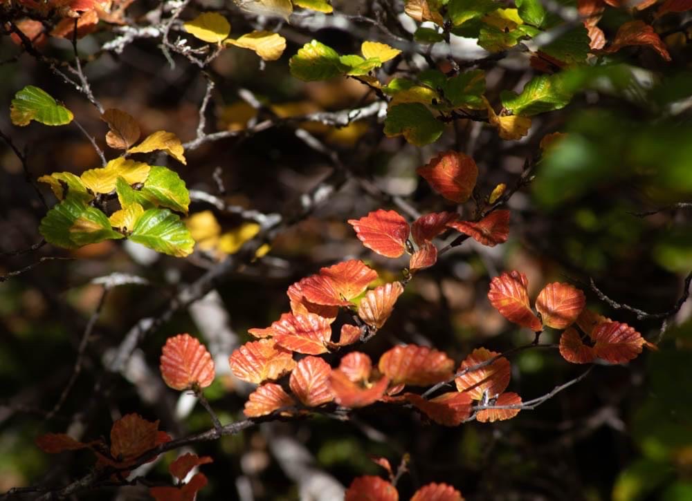 Simon de Little video Production | 187 Strickland Ave, South Hobart TAS 7004, Australia | Phone: 0415 297 887