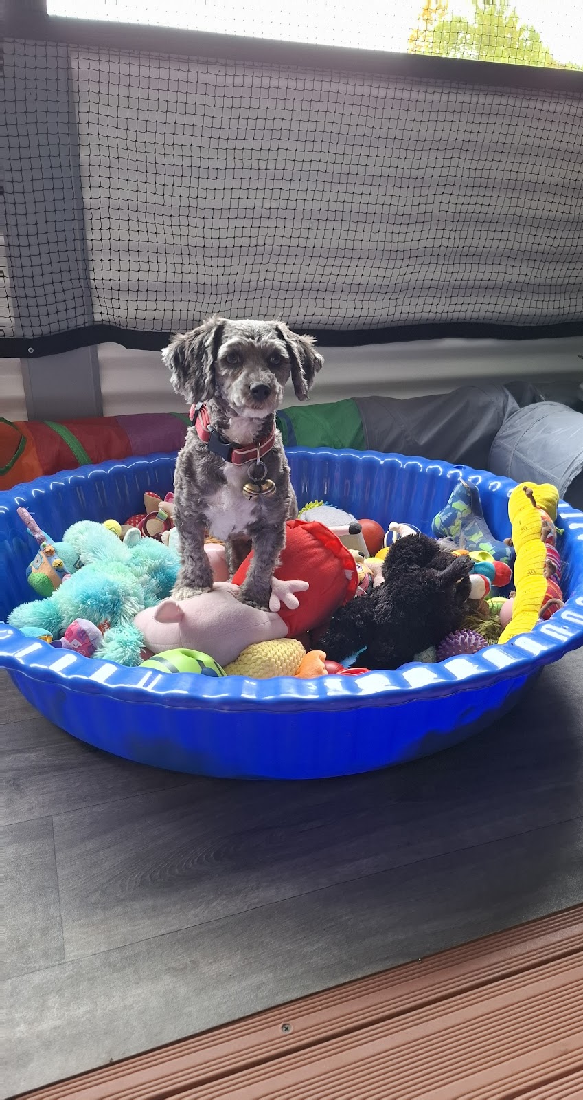Tumbarumba Paws and Play (Tumbarumba) | 53 Gilbert St, Tumbarumba NSW 2653, Australia | Phone: 0417 202 784
