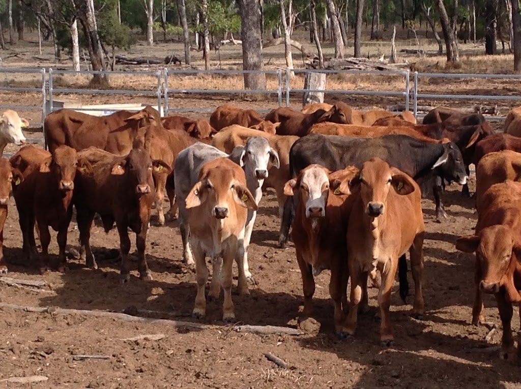 Belyando Livestock and Property PTY LTD | 28 Moore St, Alpha QLD 4724, Australia | Phone: 0428 874 240