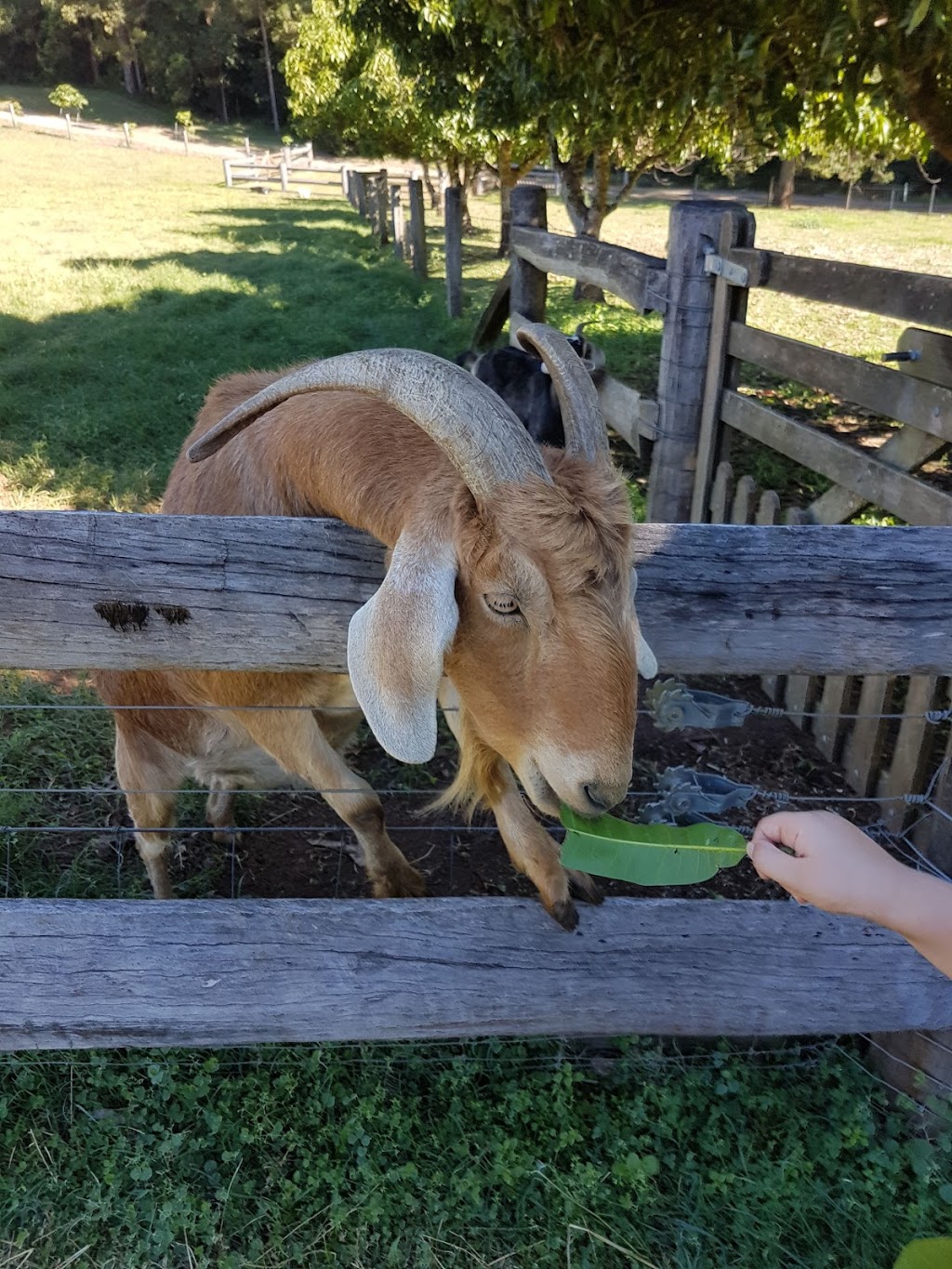 Mango Hill Farm | 159 Commissioners Flat Rd, Peachester QLD 4519, Australia | Phone: (07) 5494 9329