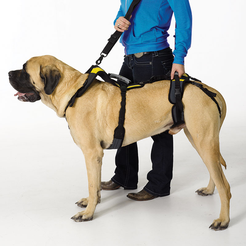 Waggle Canine Adventure Gear | 38 Second Ave, Katoomba NSW 2780, Australia | Phone: 1300 725 781