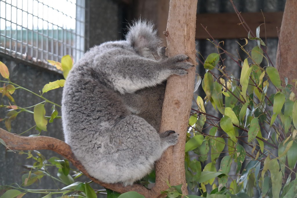 Hunter Valley Zoo | zoo | 138 Lomas Ln, Nulkaba NSW 2325, Australia | 0249907714 OR +61 2 4990 7714