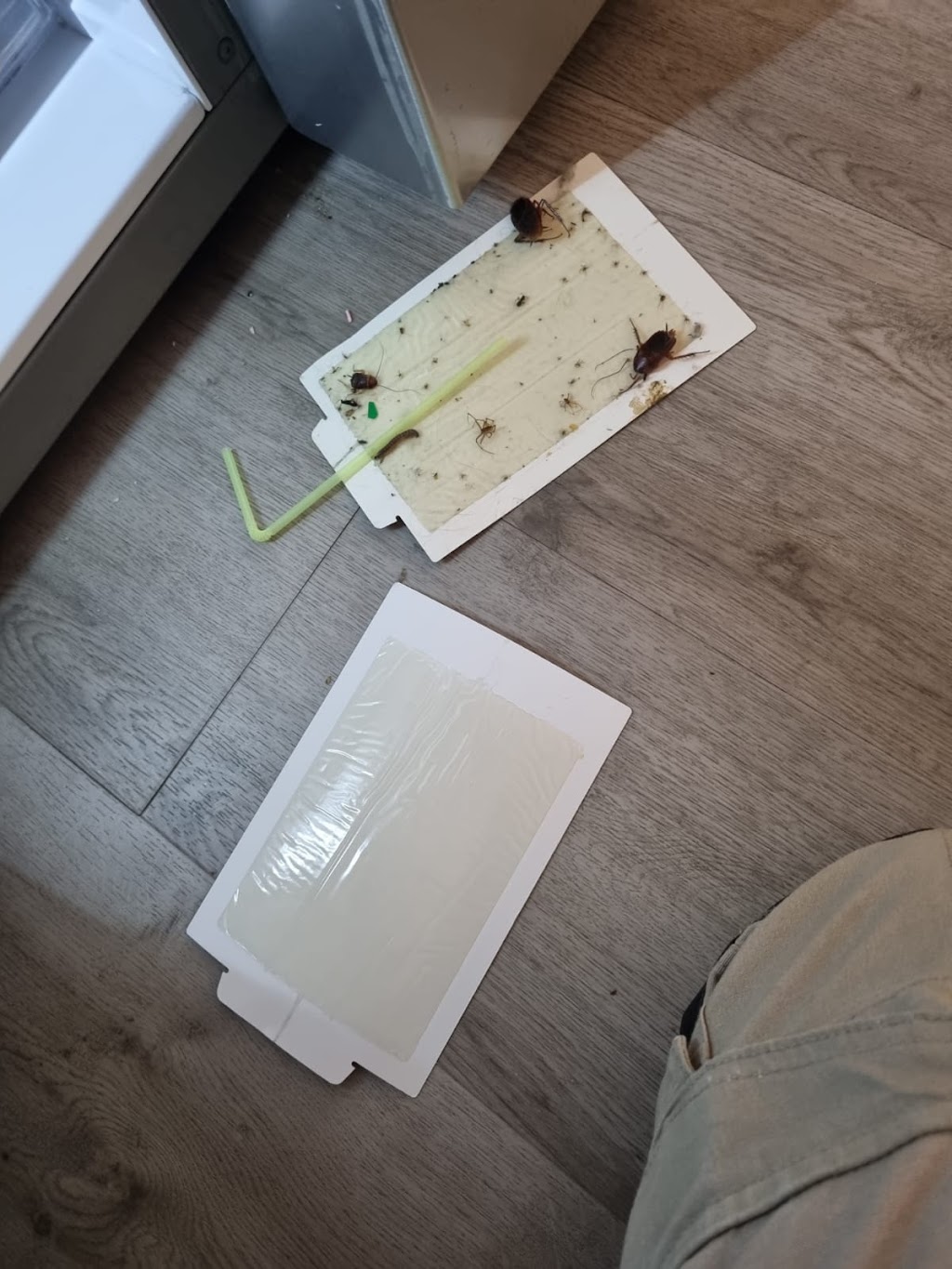 OCG Pest Control Campbelltown | 116 Waminda Ave, Campbelltown NSW 2560, Australia | Phone: (02) 9820 5534