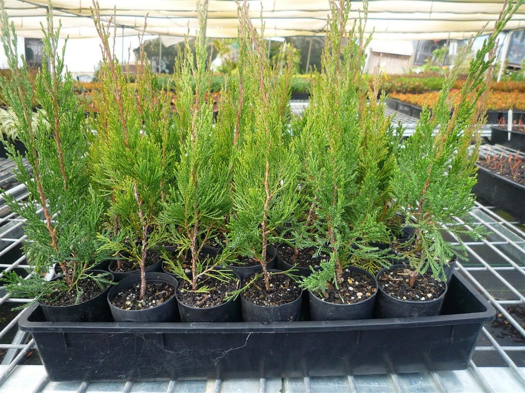 Evergreen Growers | store | 658 Old Northern Rd, Dural NSW 2158, Australia | 0296539430 OR +61 2 9653 9430