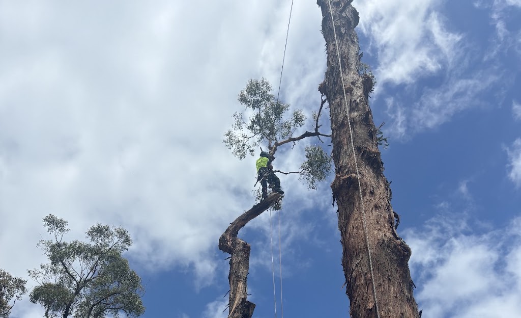 Bunyip Tree Solutions | 23 Doran Rd, Bunyip VIC 3815, Australia | Phone: 0421 286 983