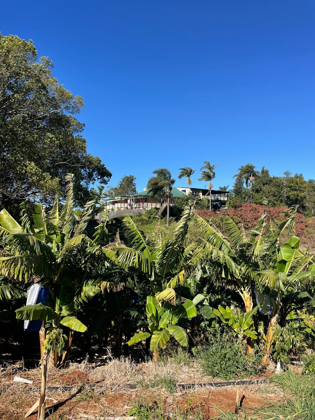 Dunnara Farm | 240 Duranbah Rd, Duranbah NSW 2487, Australia | Phone: 0408 178 729