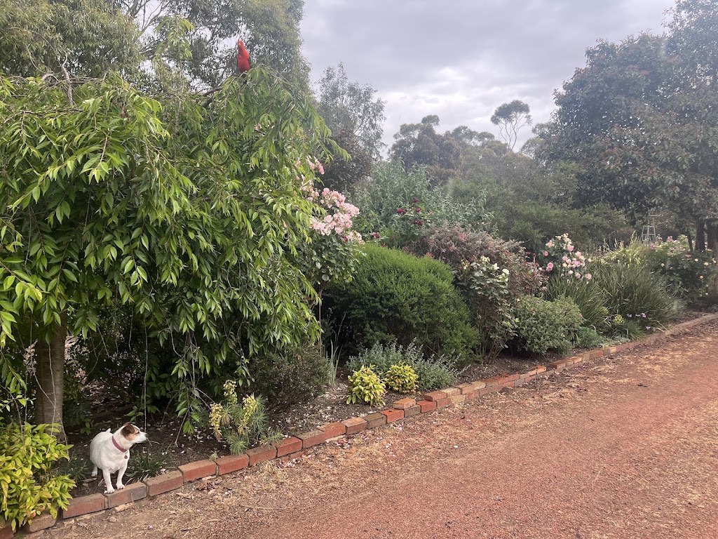 Maple Gardens Pet Sitting | 62 Glenburnie Ave, Heathcote Junction VIC 3758, Australia | Phone: 0430 497 420