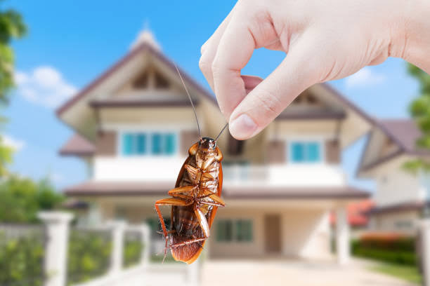 North metro pest control | home goods store | Shaun Parade, Elimbah QLD 4516, Australia | 0416531700 OR +61 416 531 700