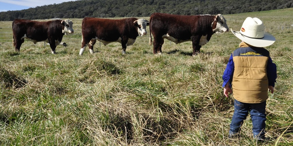 Battalion Herefords & Speckle Park | "Wattle Dale", 1259 Nine Mile Rd, Dundee NSW 2370, Australia | Phone: (02) 6734 4134