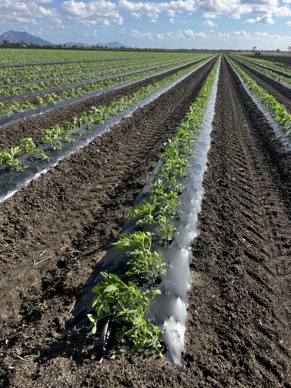 Teramax | 1447 Forest Rd, Orange NSW 2800, Australia | Phone: 0403 221 419