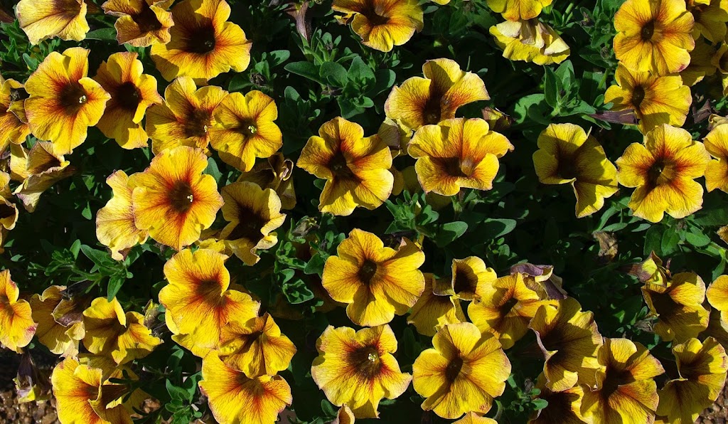 Northern Rivers Plants | Knox Pl, Goonellabah NSW 2480, Australia | Phone: 0431 653 593