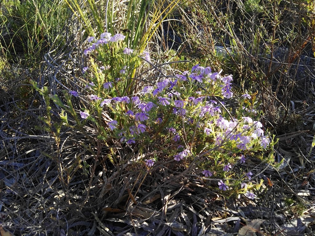 Koondoola Regional Bushland Koondoola Wa 6064 Australia 6127