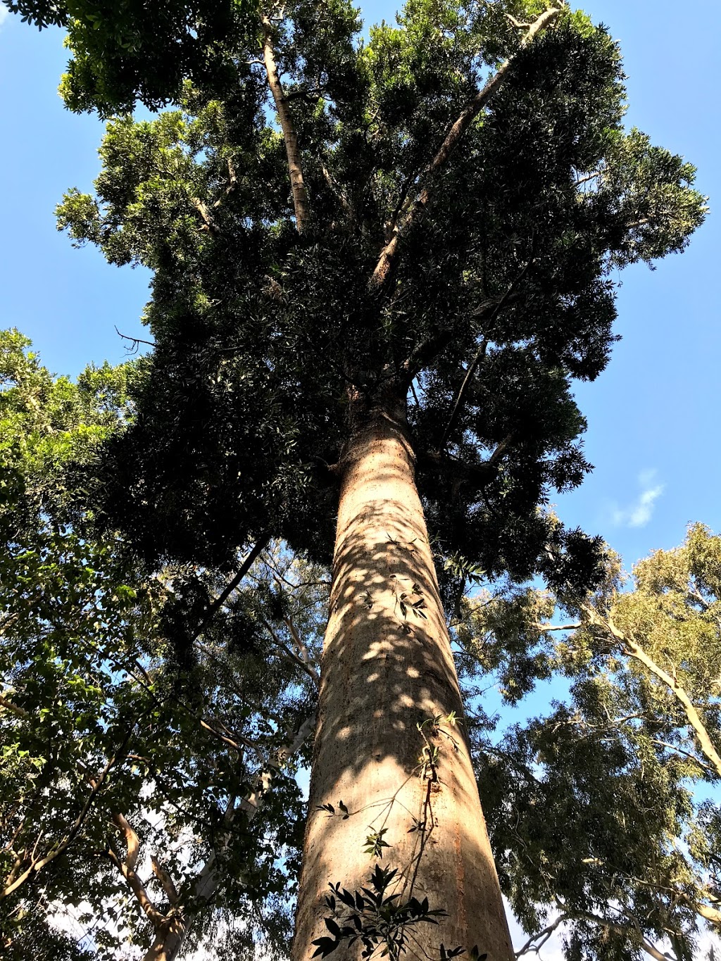 Australian Forest | park | Plane Tree Dr, Adelaide SA 5000, Australia