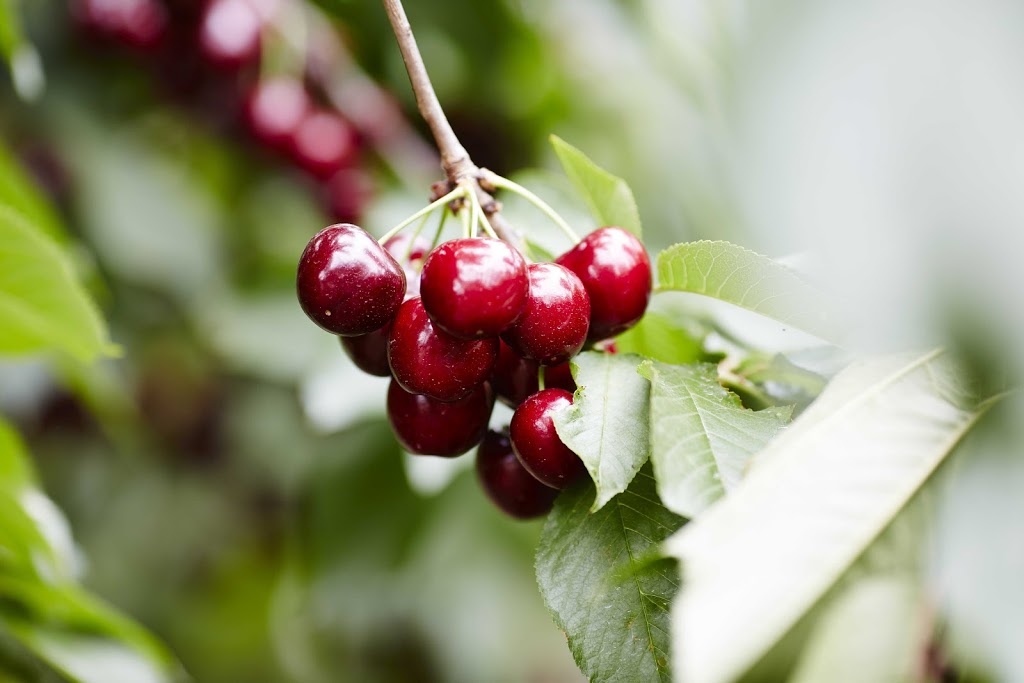 Yarra Valley Cherries | 585 Victoria Rd, Seville VIC 3139, Australia | Phone: (03) 5964 4685