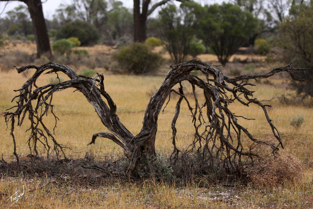 Brookfield Conservation Park | park | Blanchetown SA 5357, Australia