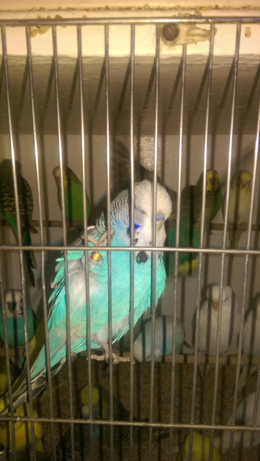 The Bird Place | pet store | 95 Holbrooks Rd, Flinders Park SA 5025, Australia | 0884434965 OR +61 8 8443 4965