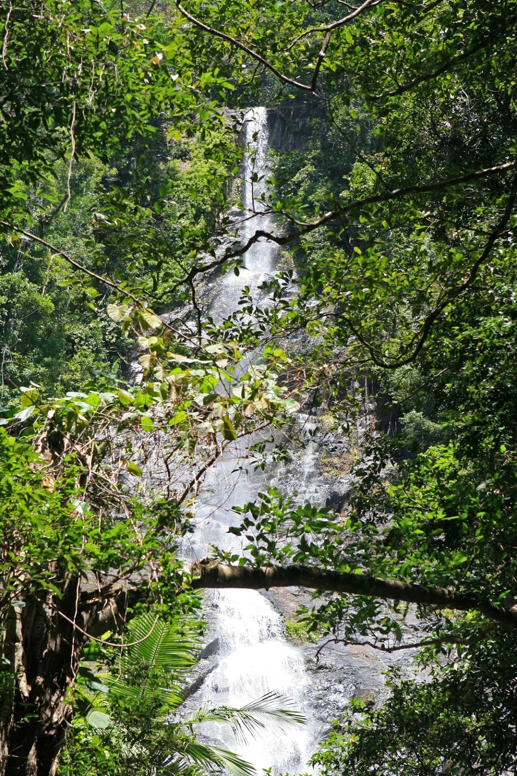 Cooper Creek Wilderness Daintree Rainforest | 2333 Cape Tribulation Rd, Cape Tribulation QLD 4873, Australia | Phone: (07) 4098 9126