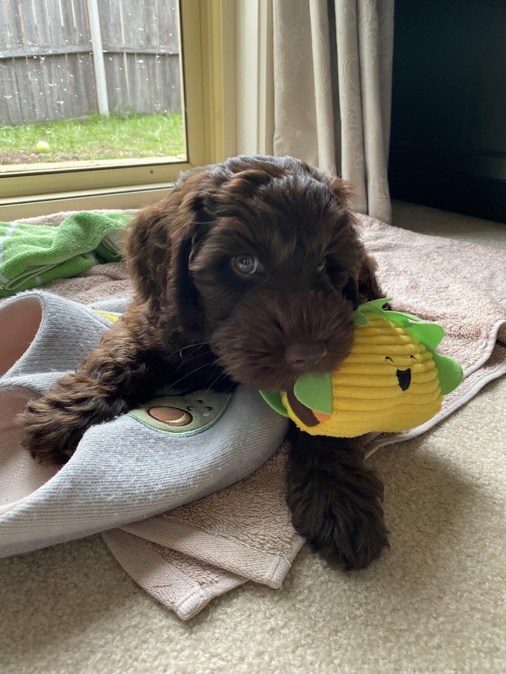 Misty Mountain Australian Labradoodles | 58-60 Siganto St, Tamborine Mountain QLD 4272, Australia | Phone: 0409 813 053