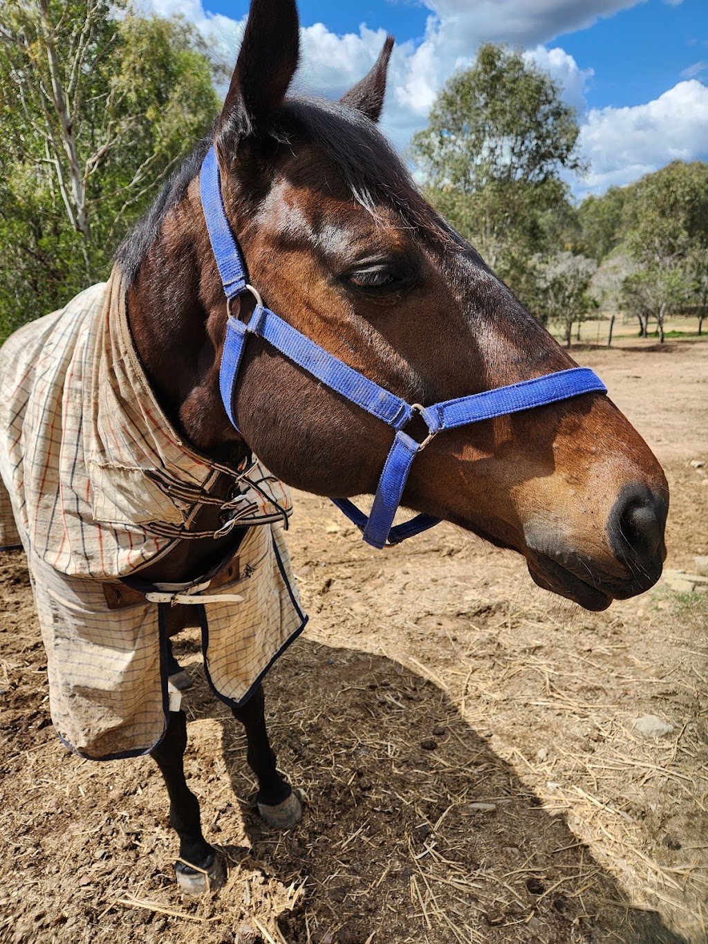 Moonlight Manor Horse Riding | 5/65 McTaggart Rd, New Beith QLD 4124, Australia | Phone: 0420 310 669
