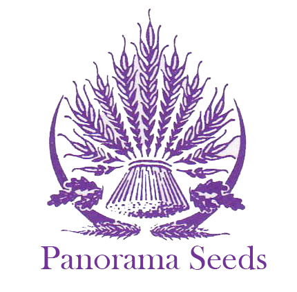 Panorama Seeds (Qld) Pty Ltd | 1429 Jondaryan Mount Tyson Rd, Mount Irving QLD 4401, Australia | Phone: 0428 627 385