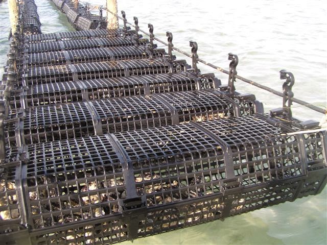 Hexcyl Systems Pty Ltd | Oyster Baskets | Shellfish Baskets | 37 Thiselton Way, Denial Bay SA 5690, Australia | Phone: (08) 8625 3927