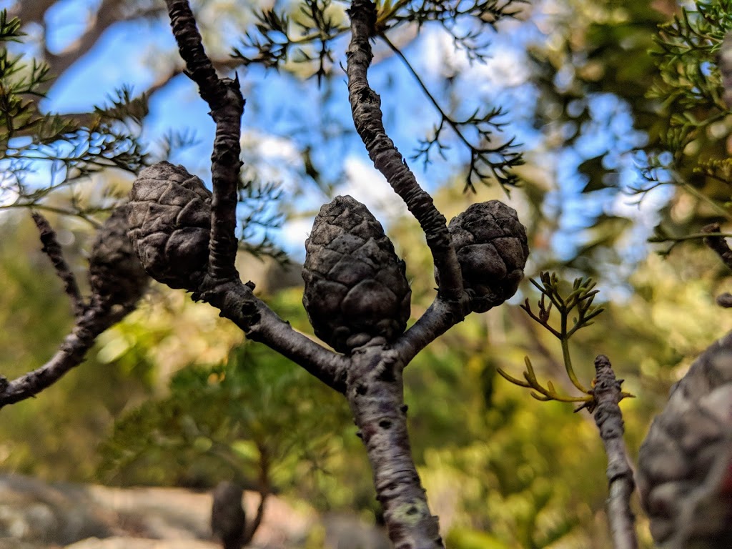 Castle Rock camping area | Girraween QLD 4382, Australia