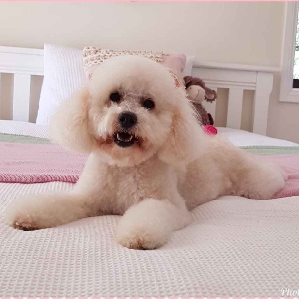 Claires Dog Grooming | 62 Jasper Rd, Baulkham Hills NSW 2153, Australia | Phone: 0406 598 505