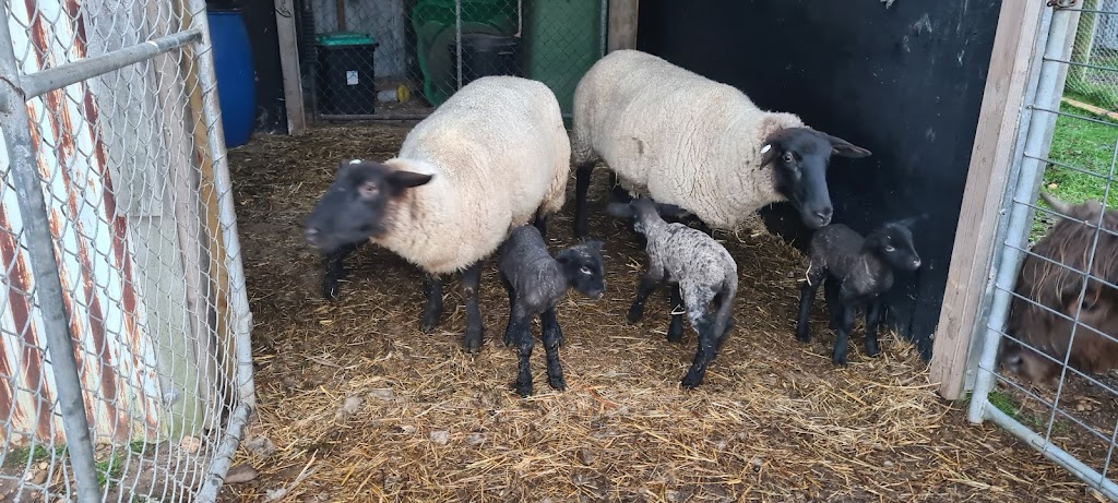 Coos and Ewes | 660 Princes Hwy, Nicholson VIC 3882, Australia | Phone: 0474 293 575