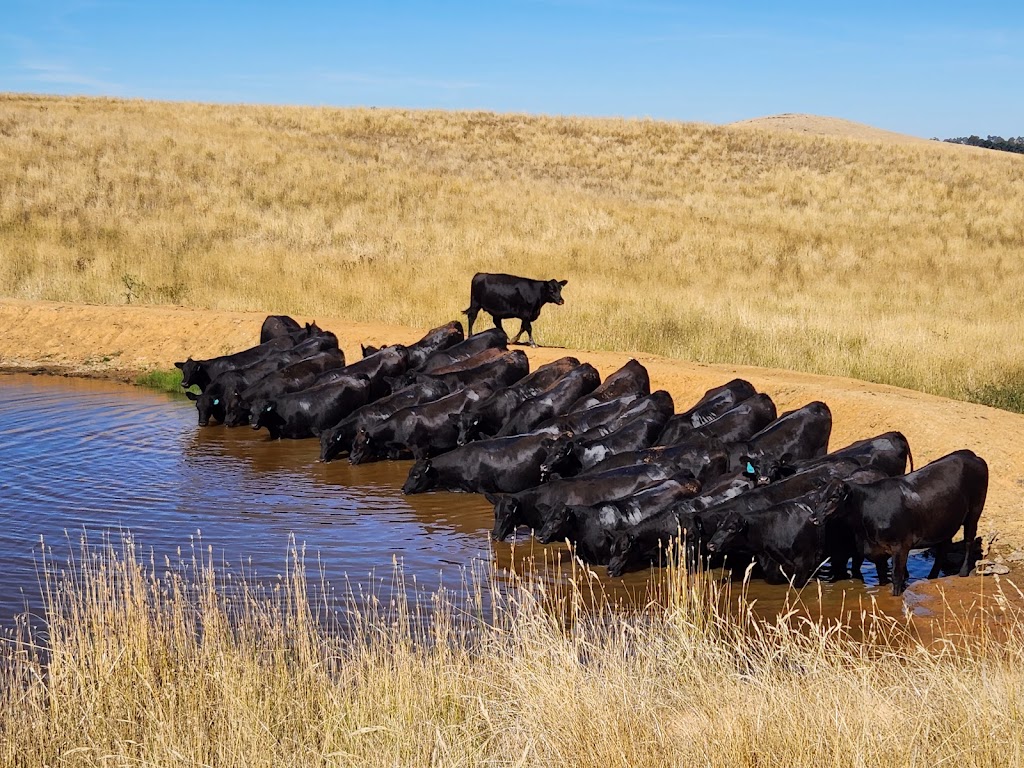 Rosemount Pastoral Newbridge | 137 Bundaleer Rd, Newbridge NSW 2795, Australia | Phone: 0429 900 882