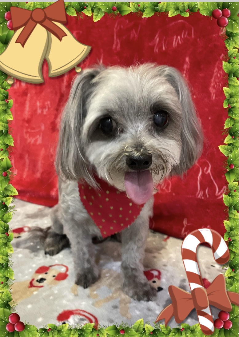 Scrub Woofers Dog Grooming | 4 Penelope Dr, Cornubia QLD 4130, Australia | Phone: 0449 796 654