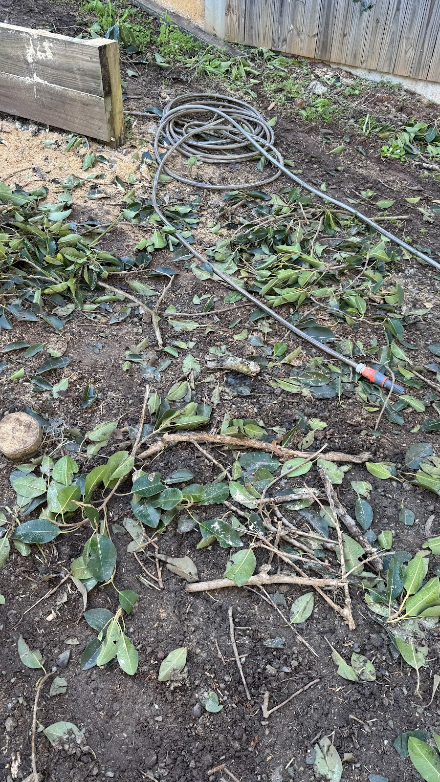 Dans Tree Experts | 220 Avalon Rd, Sheldon QLD 4157, Australia | Phone: 0466 270 743